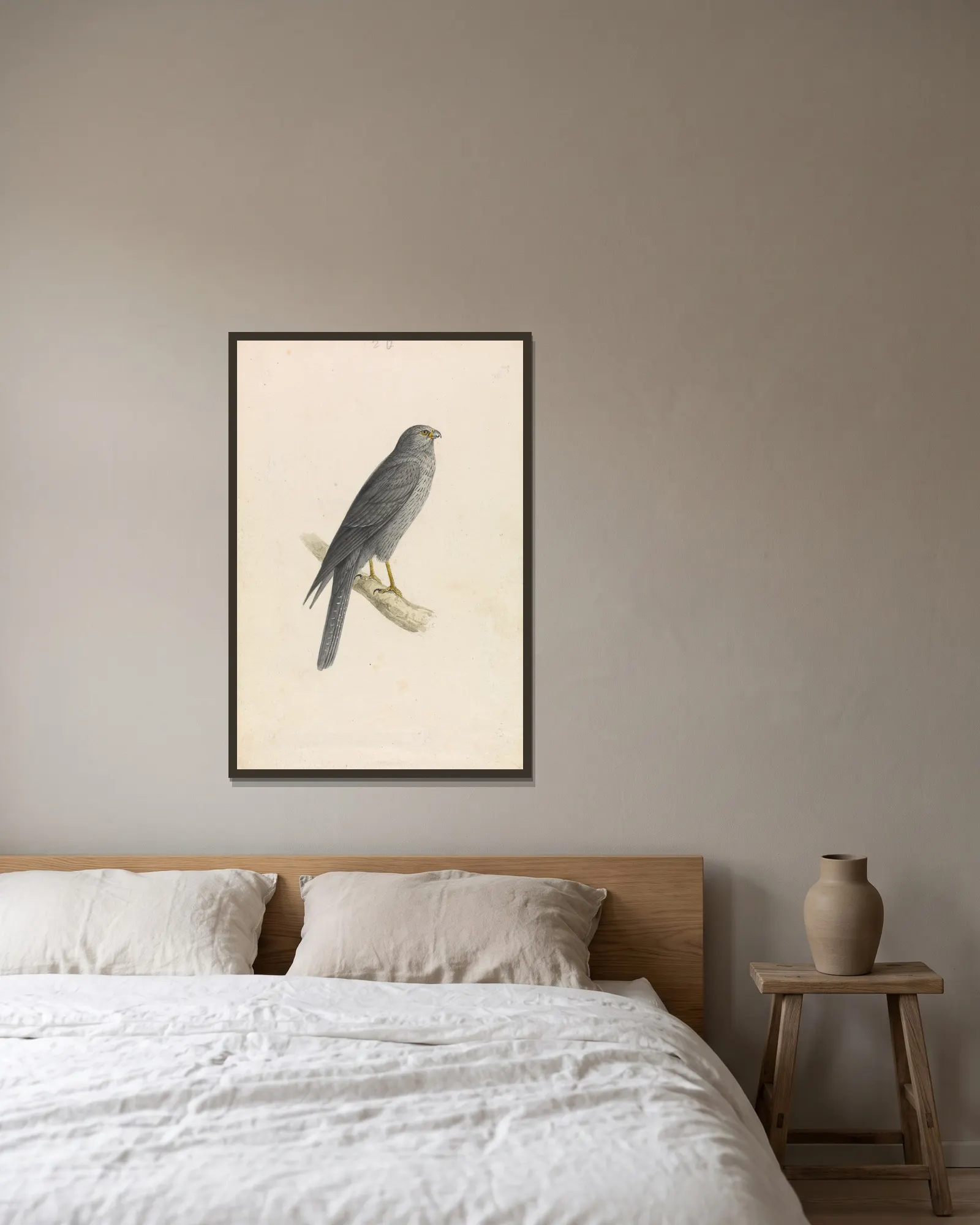 Sooty Falcon av William Swainson inramad på en vägg
