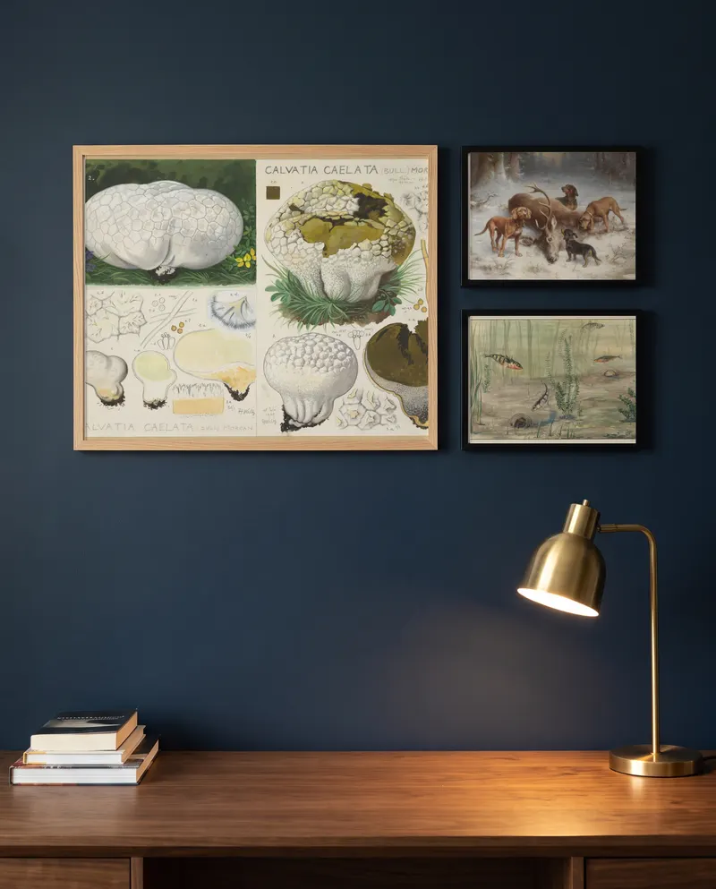 Bilderwand mit Calvatia caelata (Bull.) Morgan