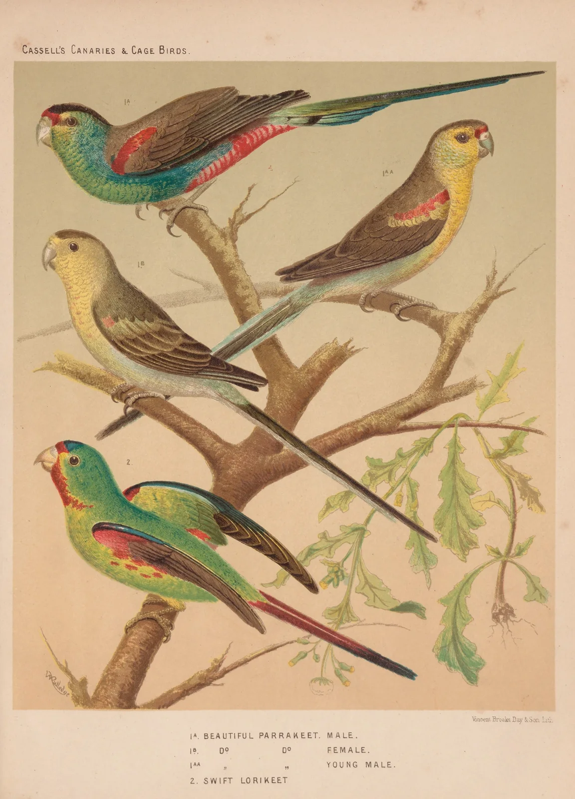 Beautiful Parrakeets, Swift Lorikeet av W. A . Blakston