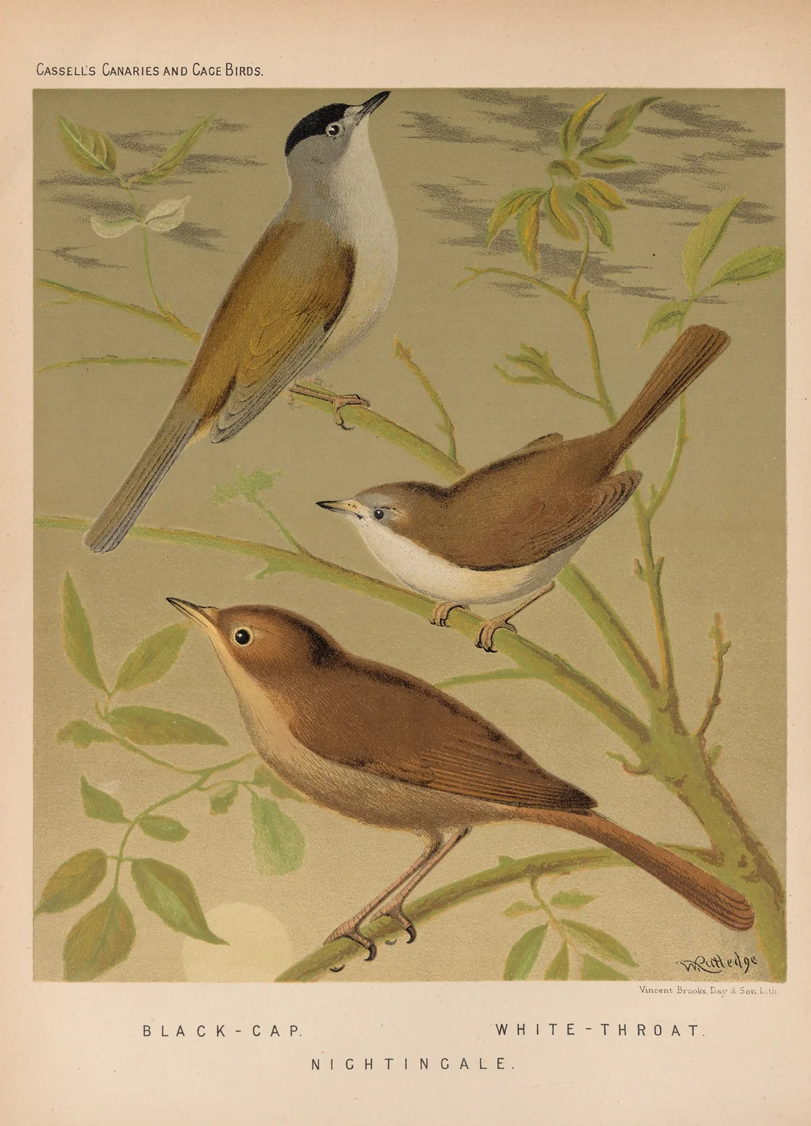 Blackcap, Whitethroat, Nightingale av W. A . Blakston