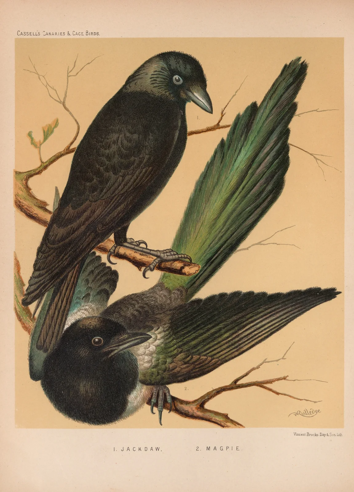 Jackdaw, Magpie (19th century) av W. A . Blakston