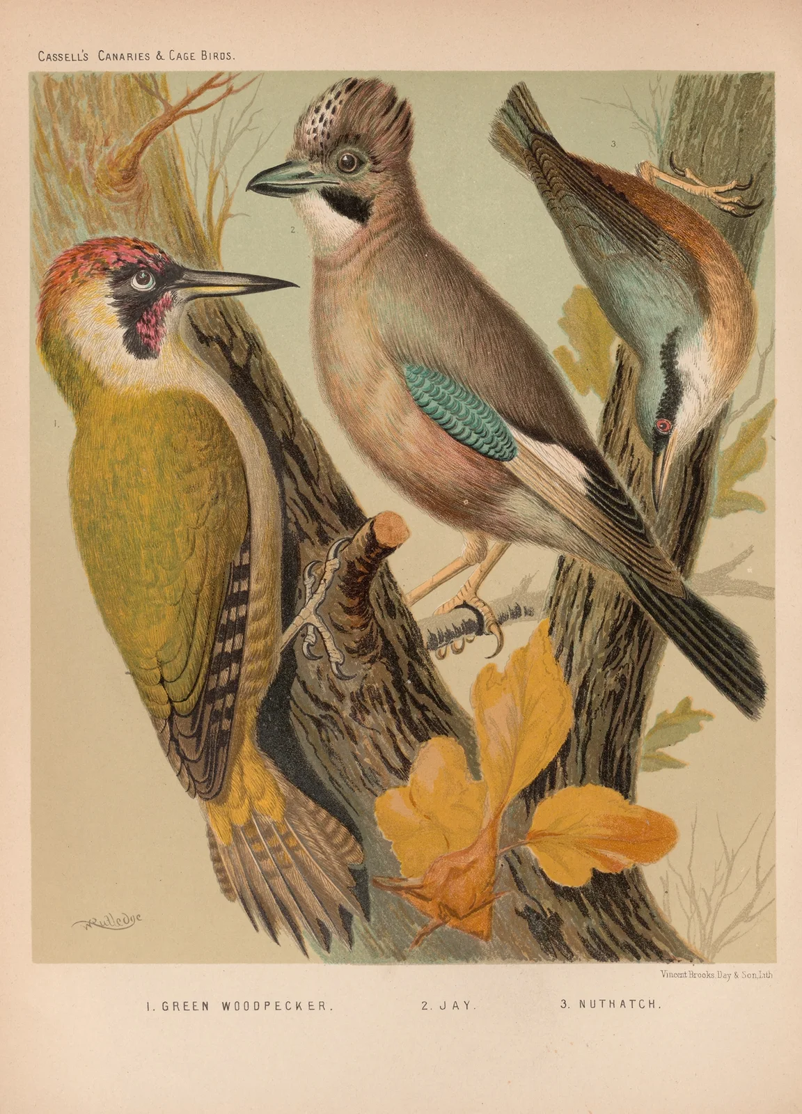 Jay, Woodpecker, Nuthatch av W. A . Blakston