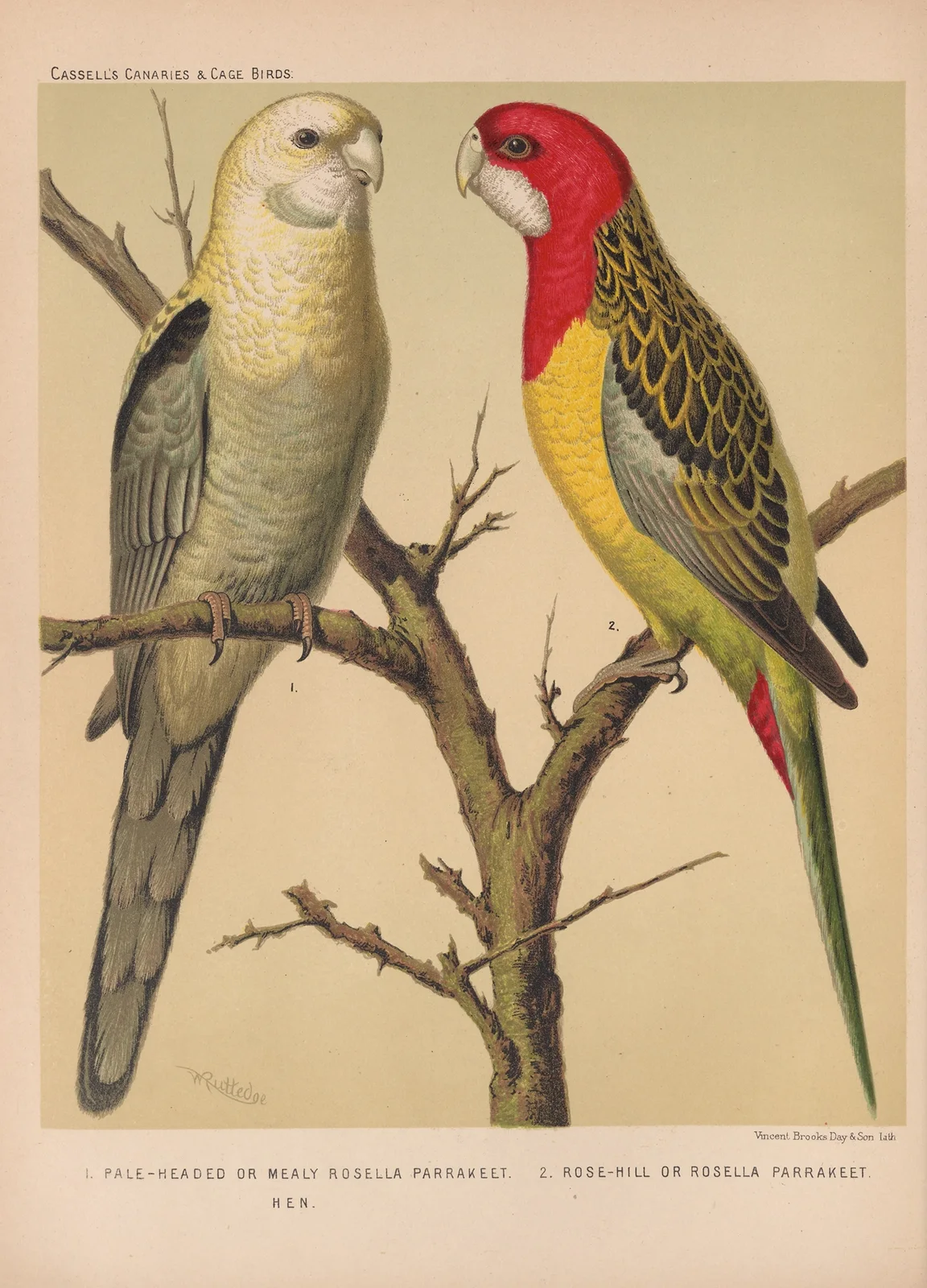 Rosella Parrakeets (19th century) av W. A . Blakston