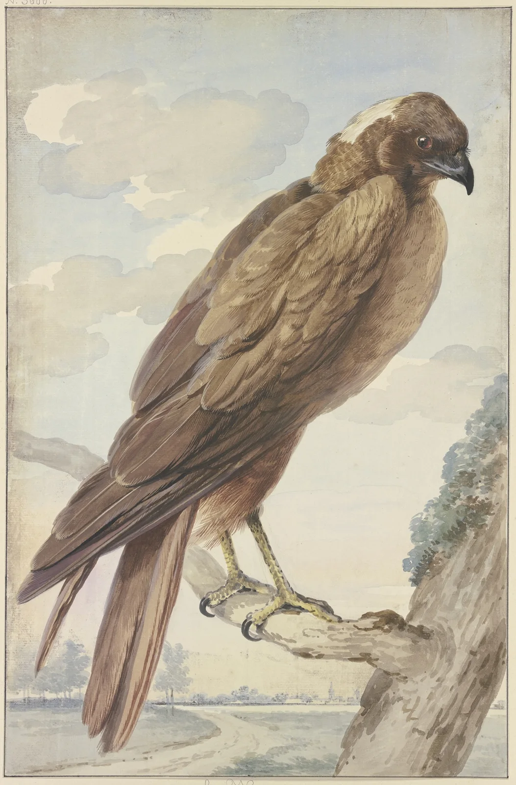 A kite av Aert Schouman