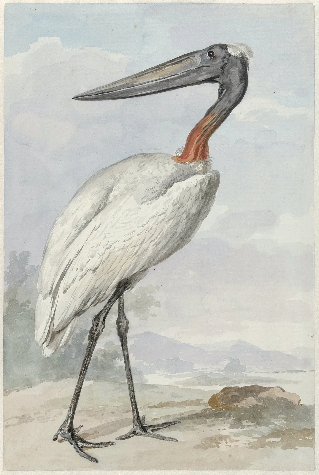 Jabiroe (Jabiroe mycteria) av Aert Schouman