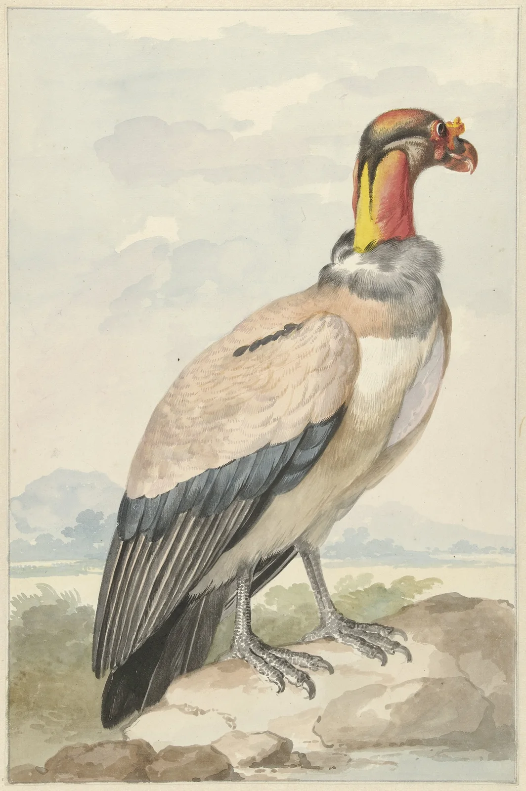 Koningsgier (Sarcoramphus papa) av Aert Schouman