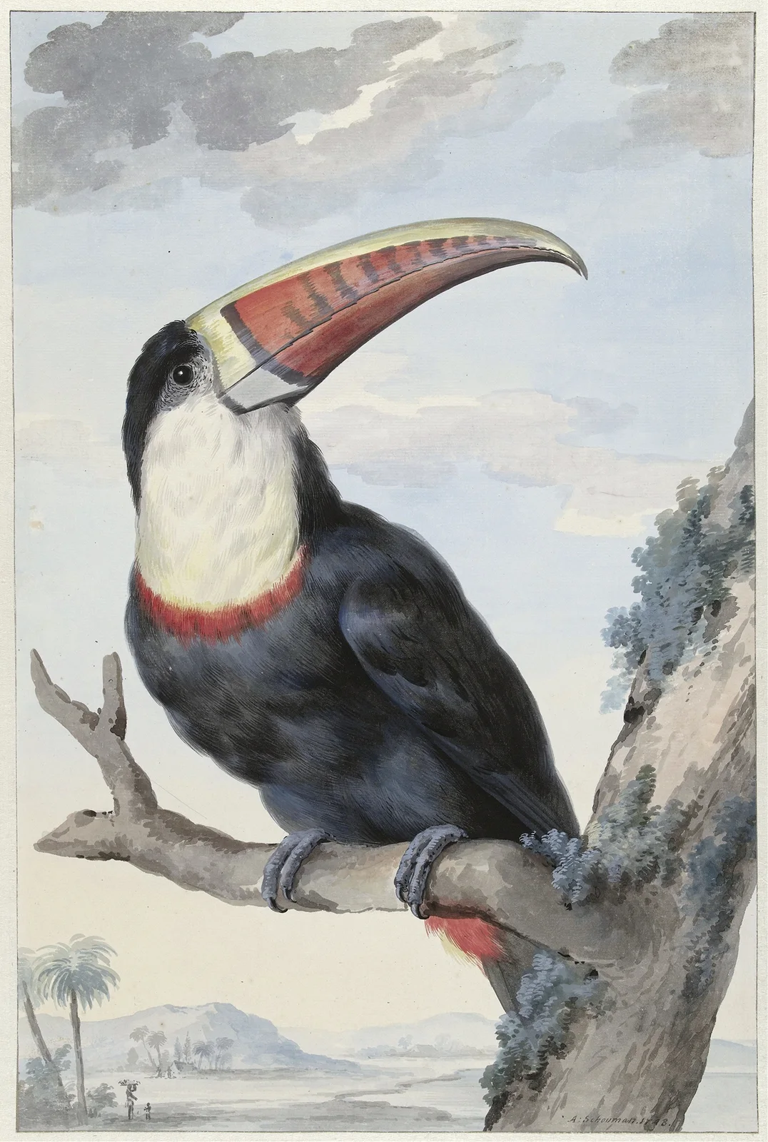 Red-billed Toucan av Aert Schouman