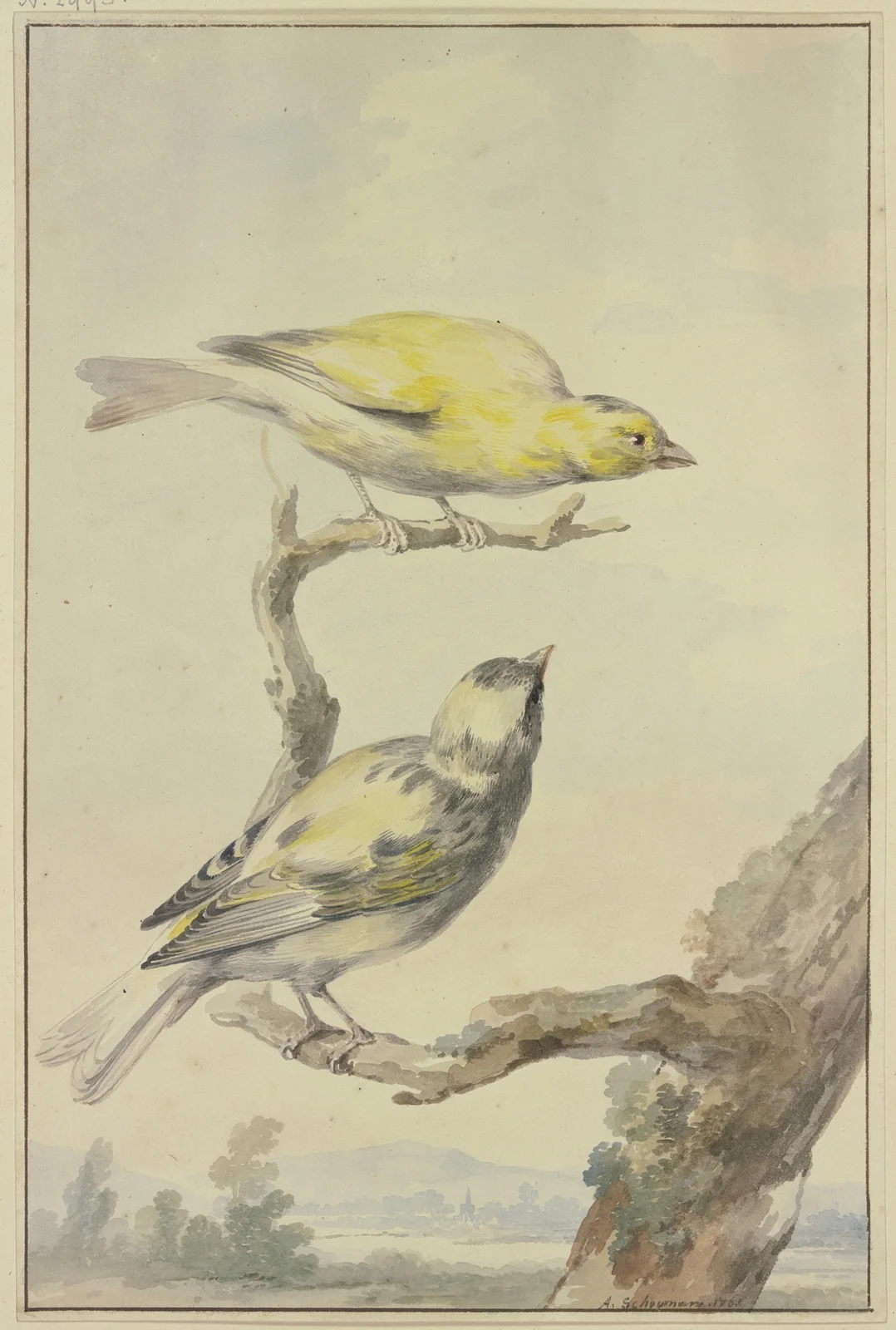 Two canaries av Aert Schouman