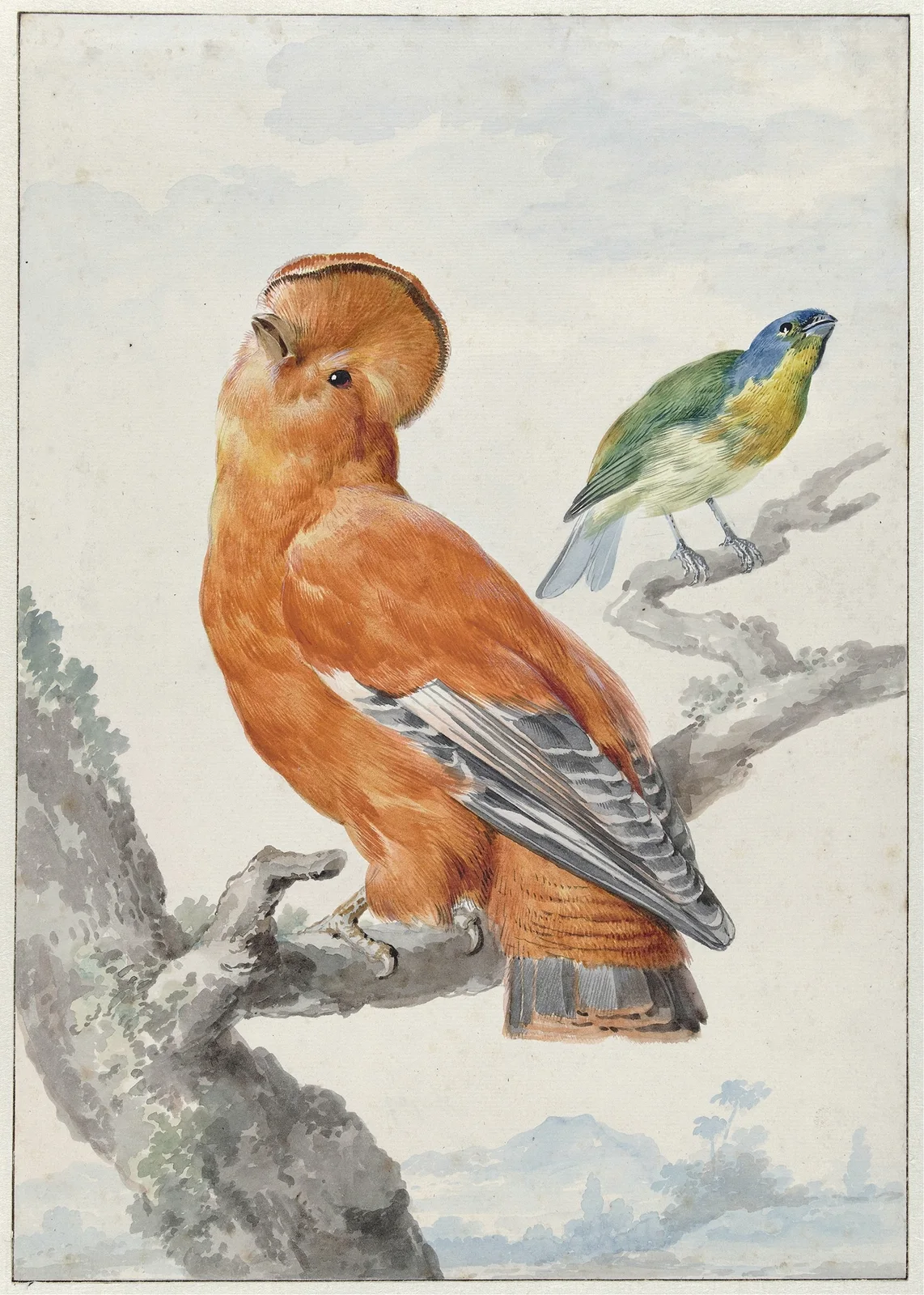 Two Exotic Birds av Aert Schouman