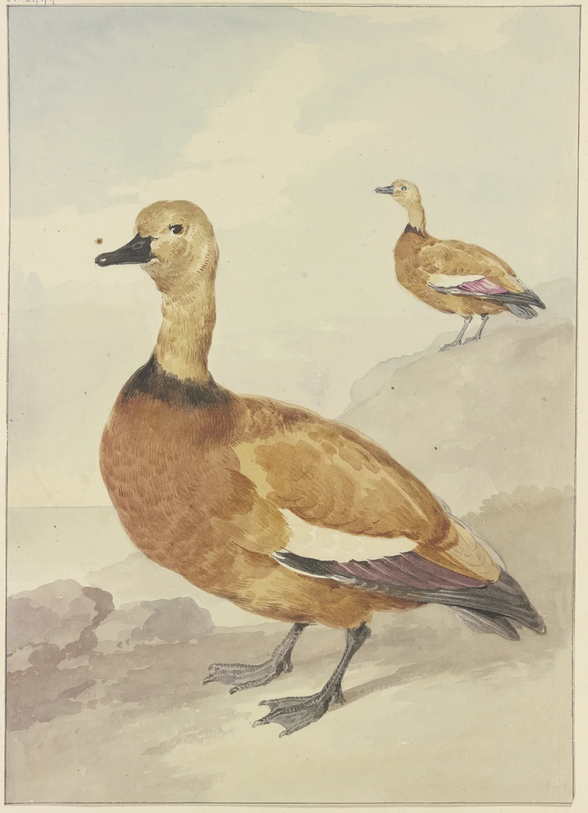 Two red ducks av Aert Schouman
