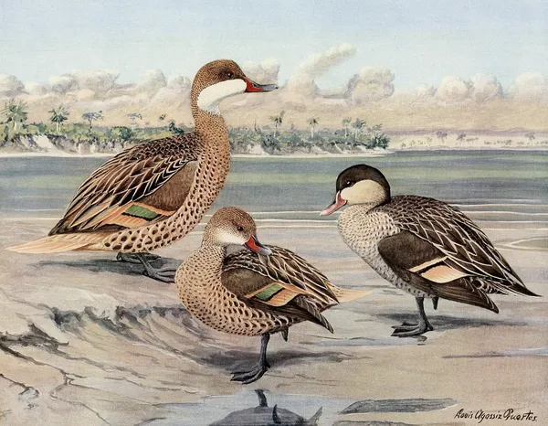 Bahama Duck, Galapagos Island Duck, African Red-Billed Duck av Louis Agassiz Fuertes