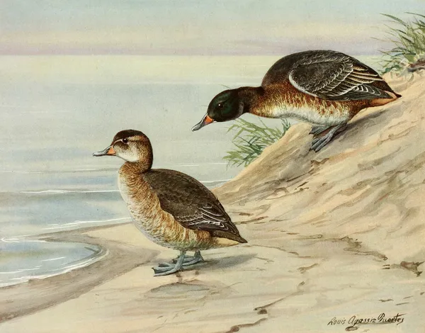 Black-Headed Duck av Louis Agassiz Fuertes