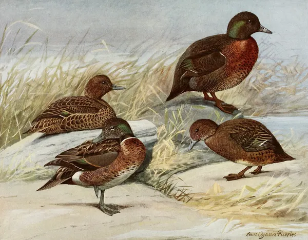 Brown Duck, Auckland Island Duck av Louis Agassiz Fuertes
