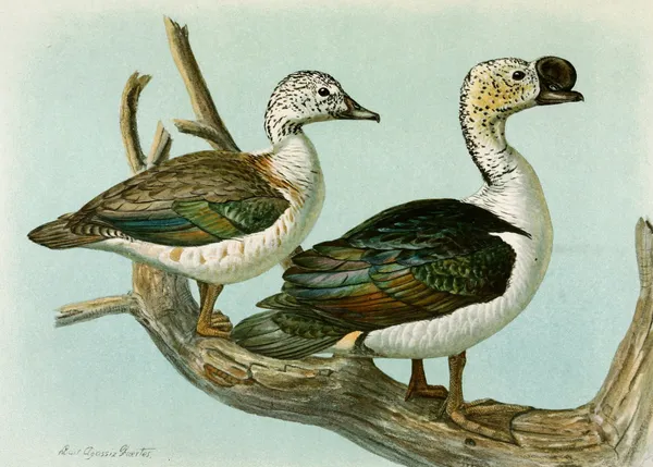 Comb or Knob-Billed Duck av Louis Agassiz Fuertes