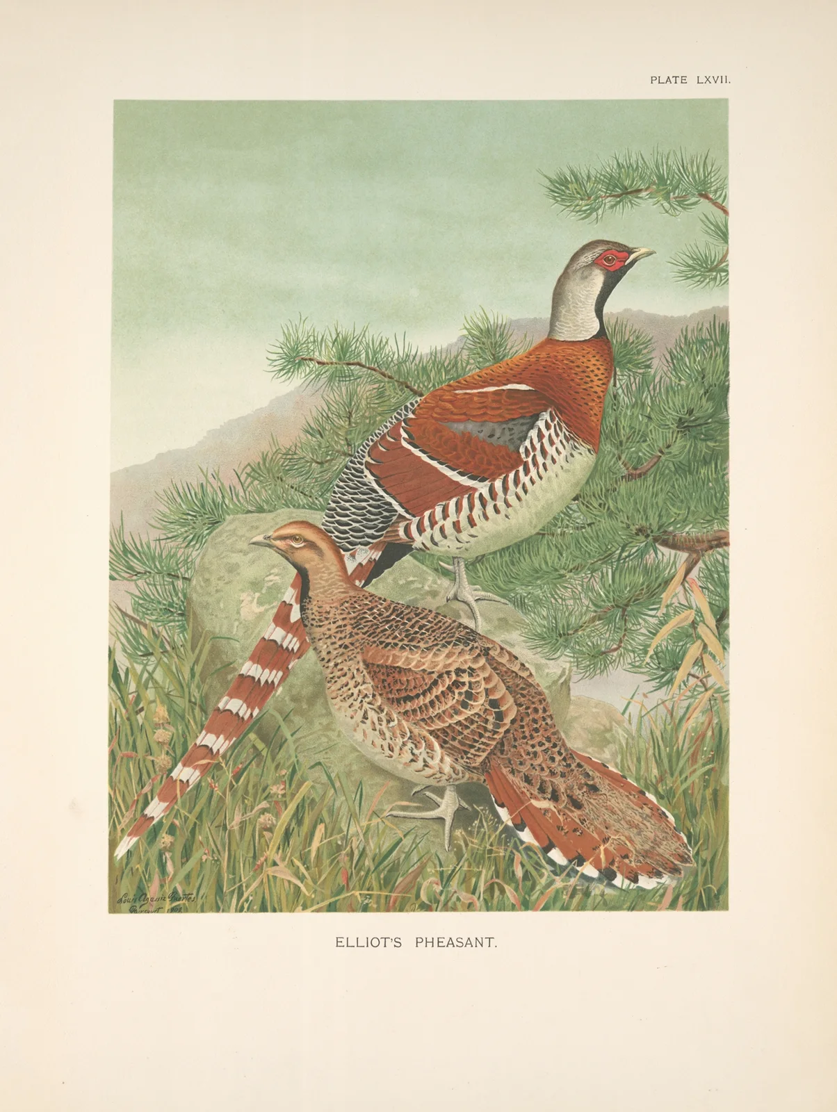 Elliot’s Pheasant (Syrmaticus ellioti)., 1918 – nr 2 av Louis Agassiz Fuertes