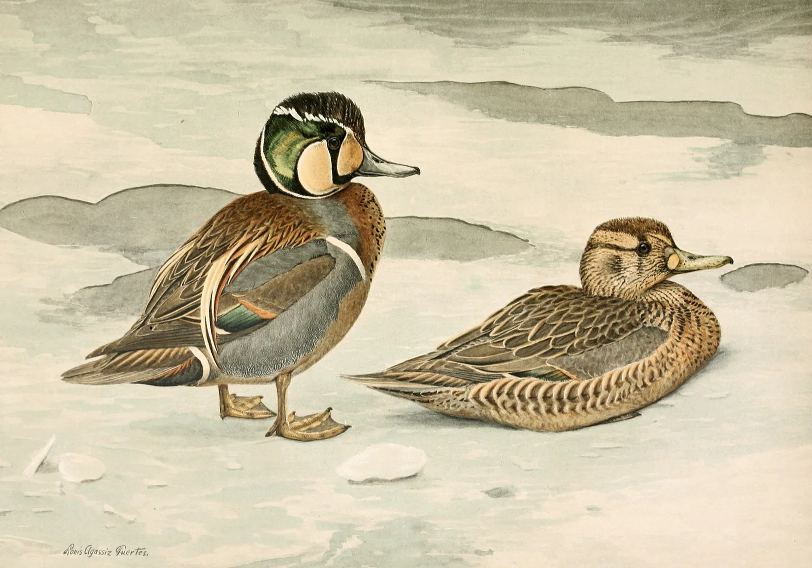Formosan Teal av Louis Agassiz Fuertes