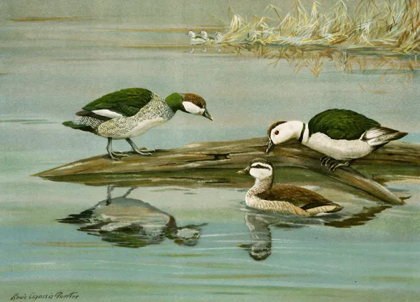 Green Pygmy Goose, Indian Pygmy Goose av Louis Agassiz Fuertes