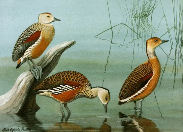 Lesser Whistling Teal, Wandering Tree Duck, Fulvous Tree Duck av Louis Agassiz Fuertes