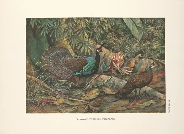 Palawan Peacock Pheasant (Polyplectron napoleonis). av Louis Agassiz Fuertes