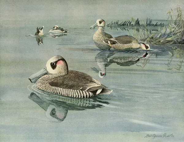 Pink-Eared Duck av Louis Agassiz Fuertes