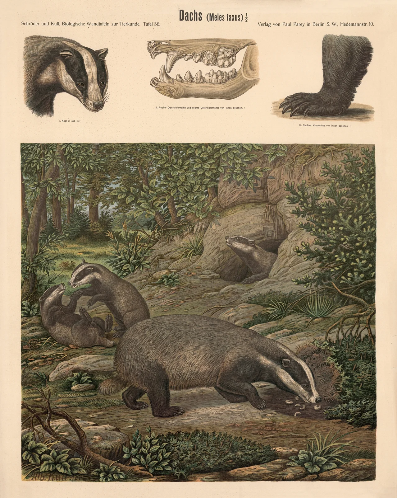 Badger (Meies taxus) av Albert Kull