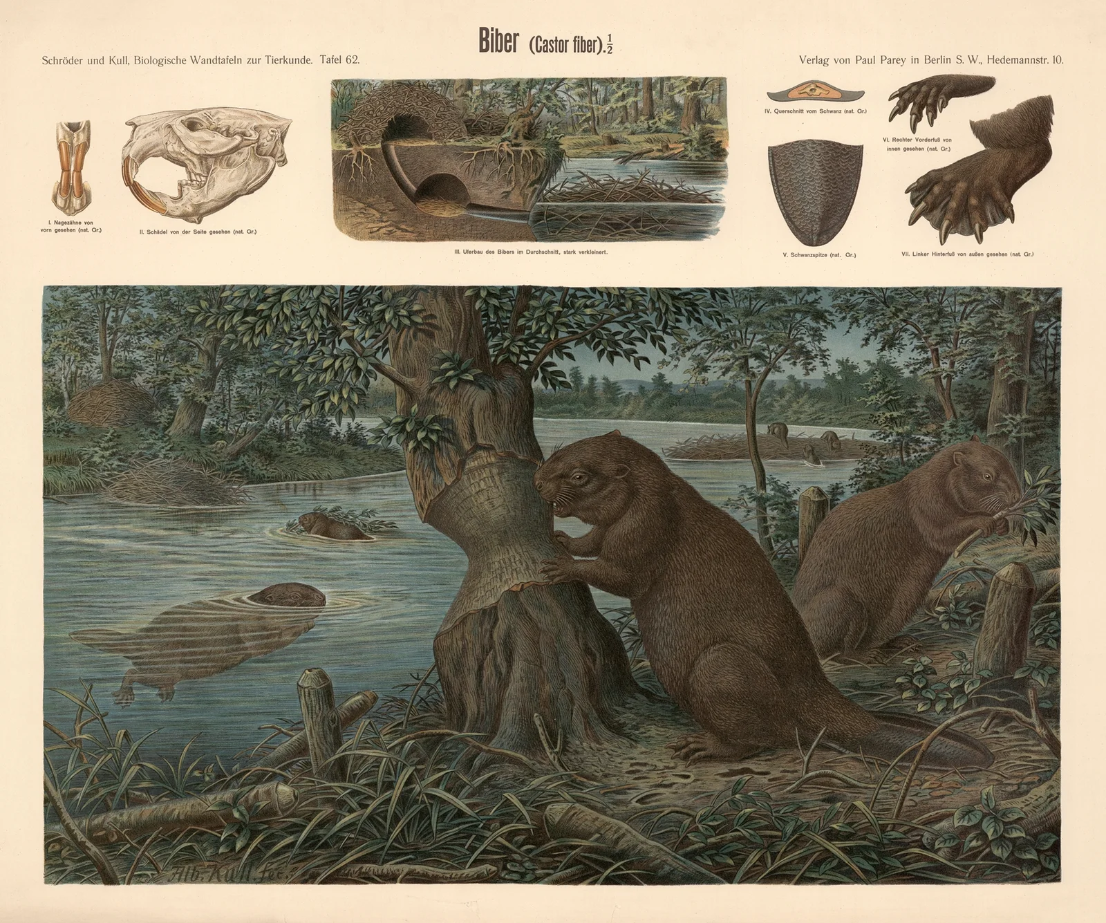 Beaver (Castor fiber) av Albert Kull