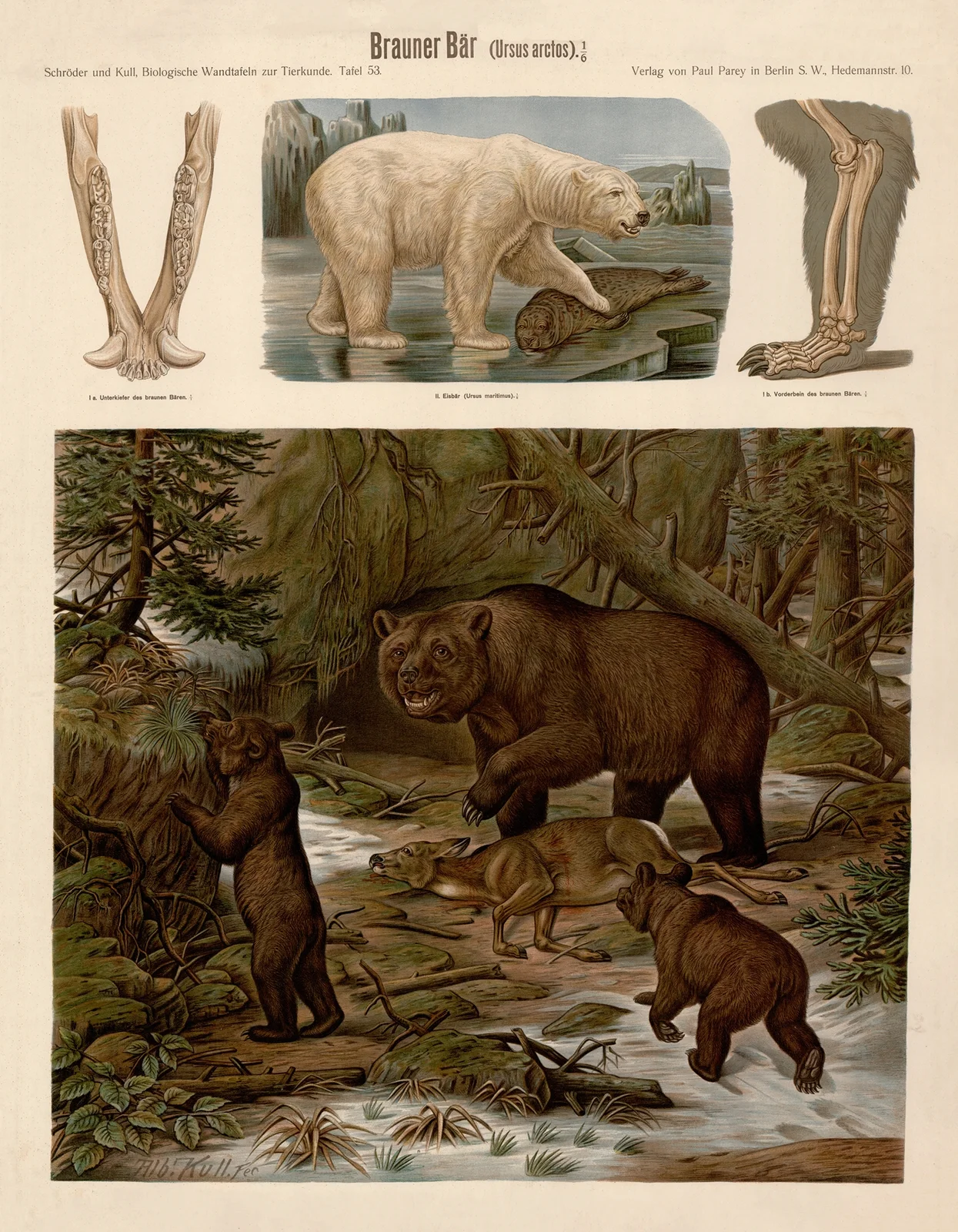 Brown bear (Ursus arctos) av Albert Kull
