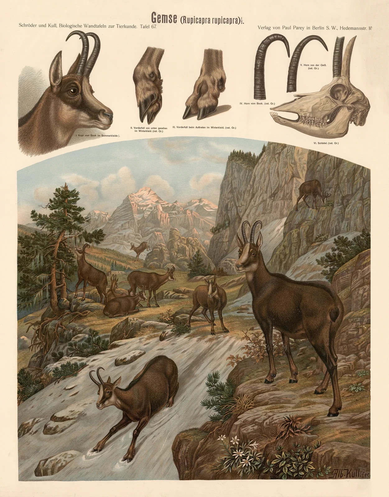 Chamois (Rupicapra rupicapra) av Albert Kull