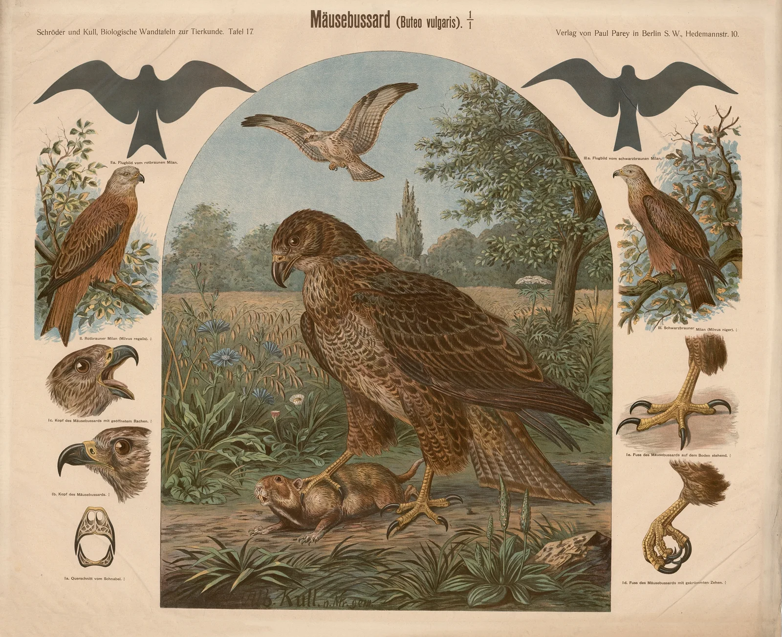 Common Buzzard (Bueto vulgaris) av Albert Kull