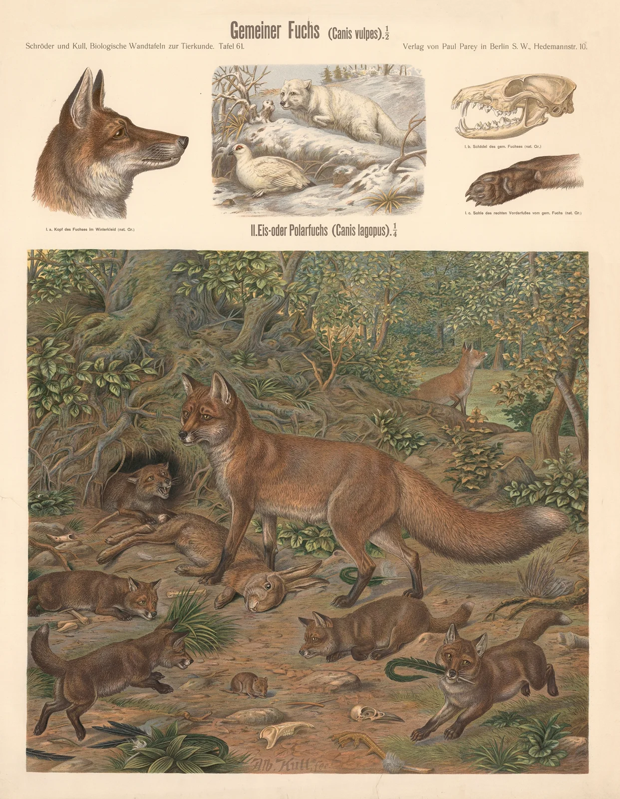 Common fox (Canis vulpes) av Albert Kull