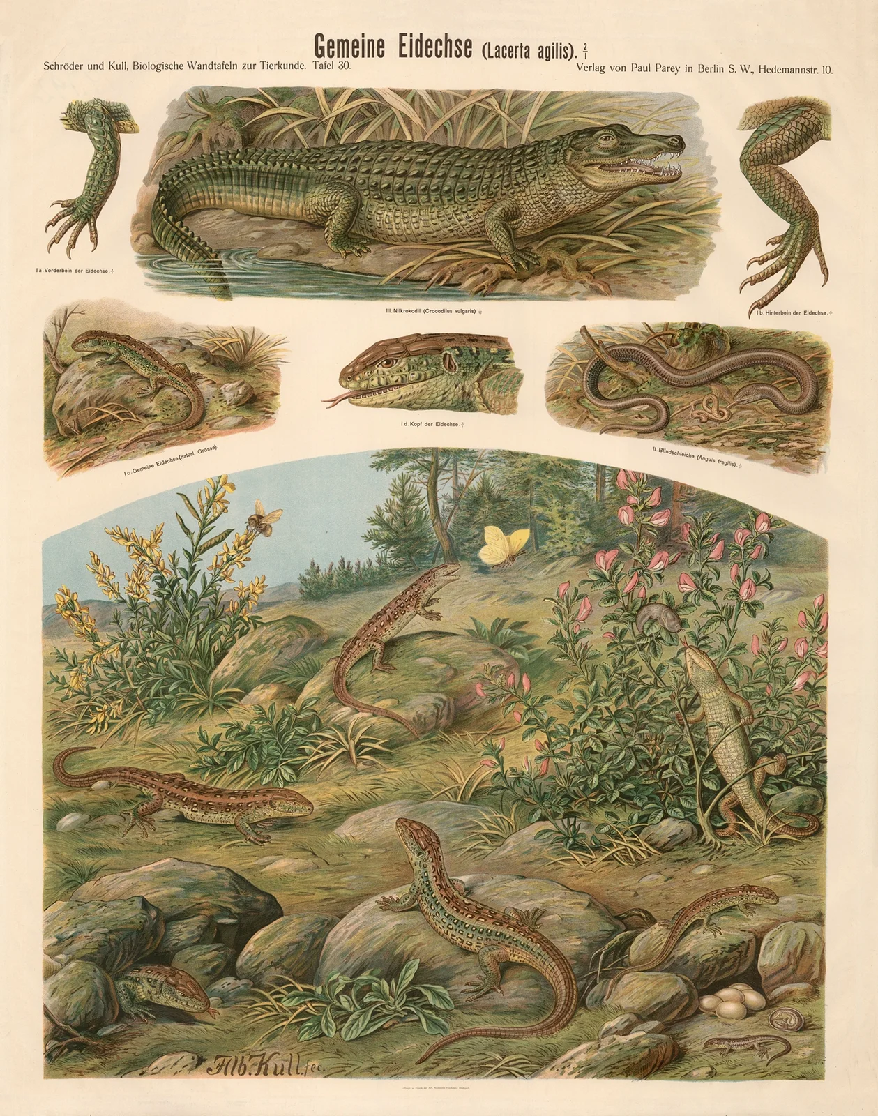 Common lizard (Lacerta agilis) av Albert Kull