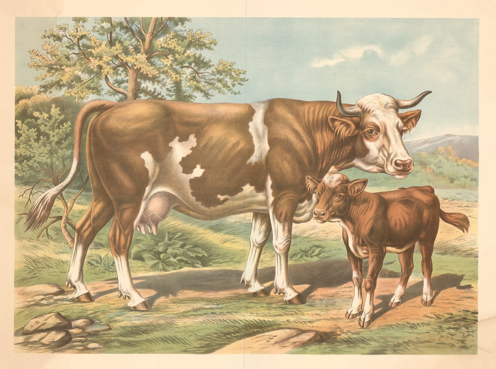 Cow av Albert Kull
