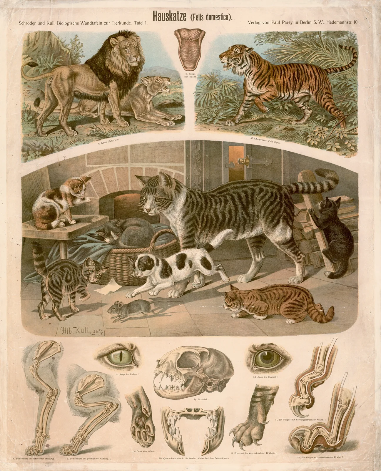 Domestic cat (Felis domestica) av Albert Kull