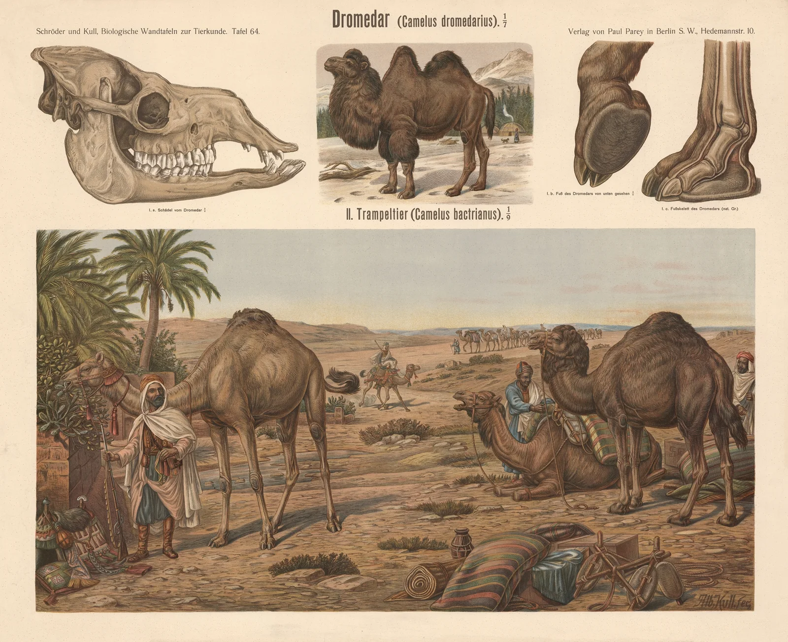 Dromedary (Camelus dromedarius) av Albert Kull