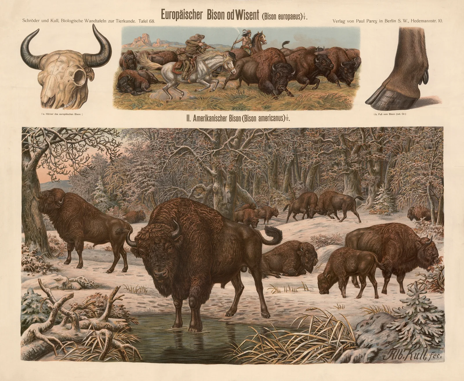 European bison (Bison europaeus) av Albert Kull