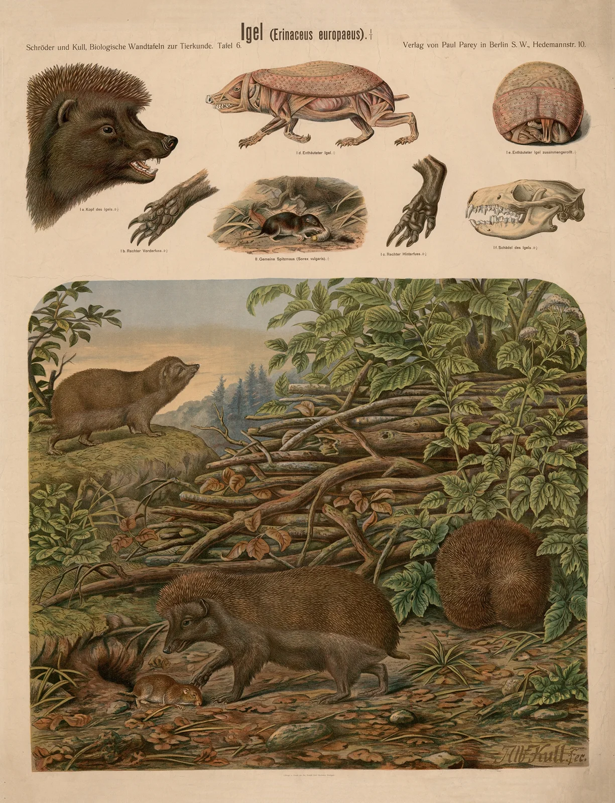 European hedgehog (Erinaceus europaeus) av Albert Kull