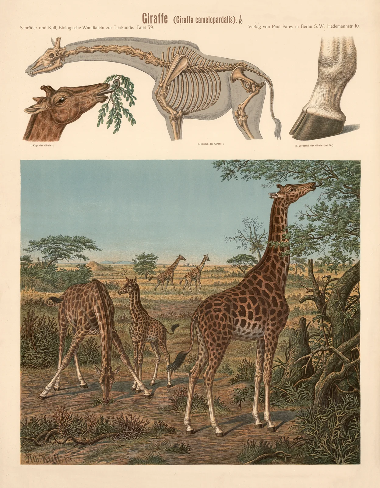 Giraffe (Giraffa Camelopardalis) av Albert Kull
