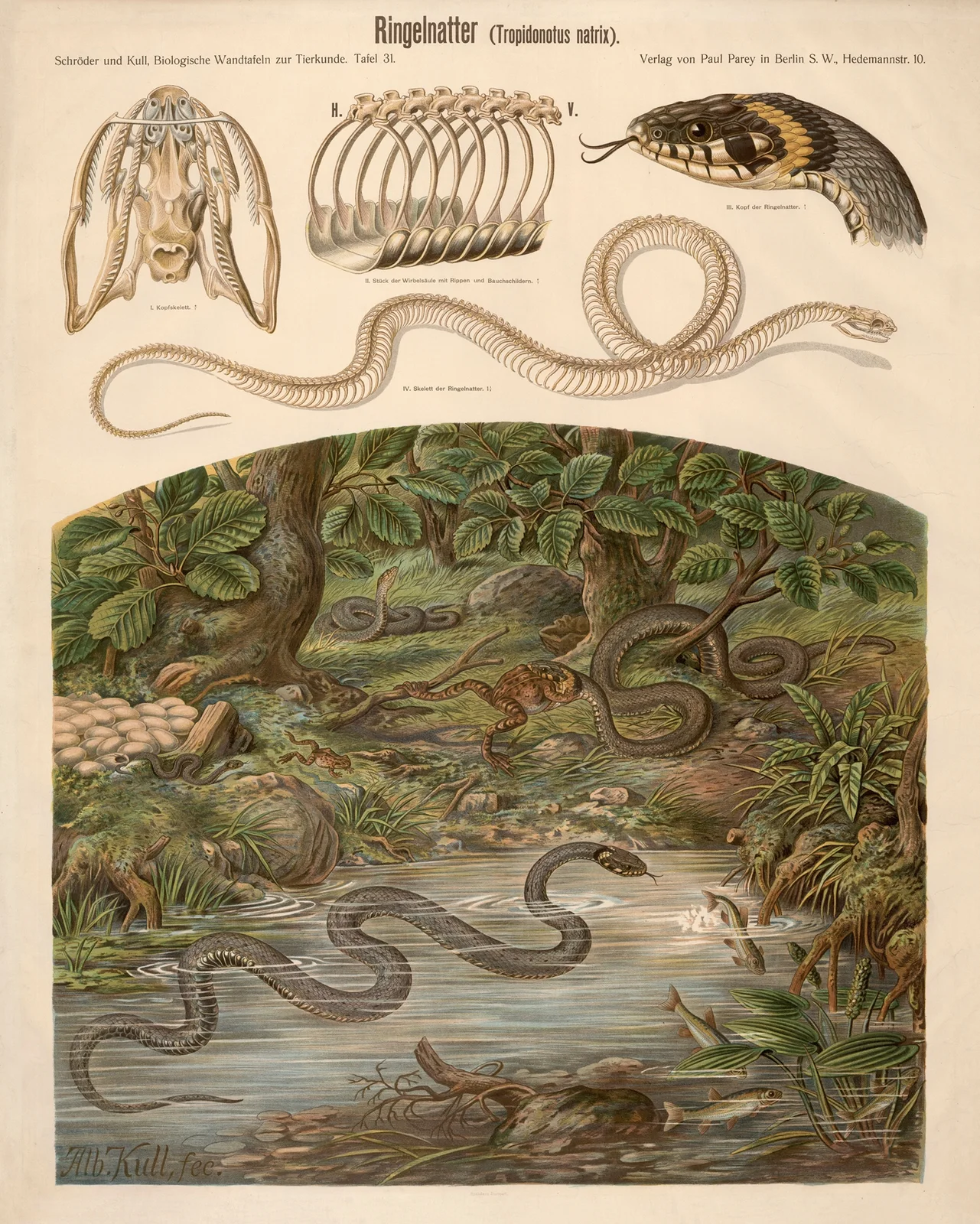 Grass snake (Tropidonotus natrix) av Albert Kull
