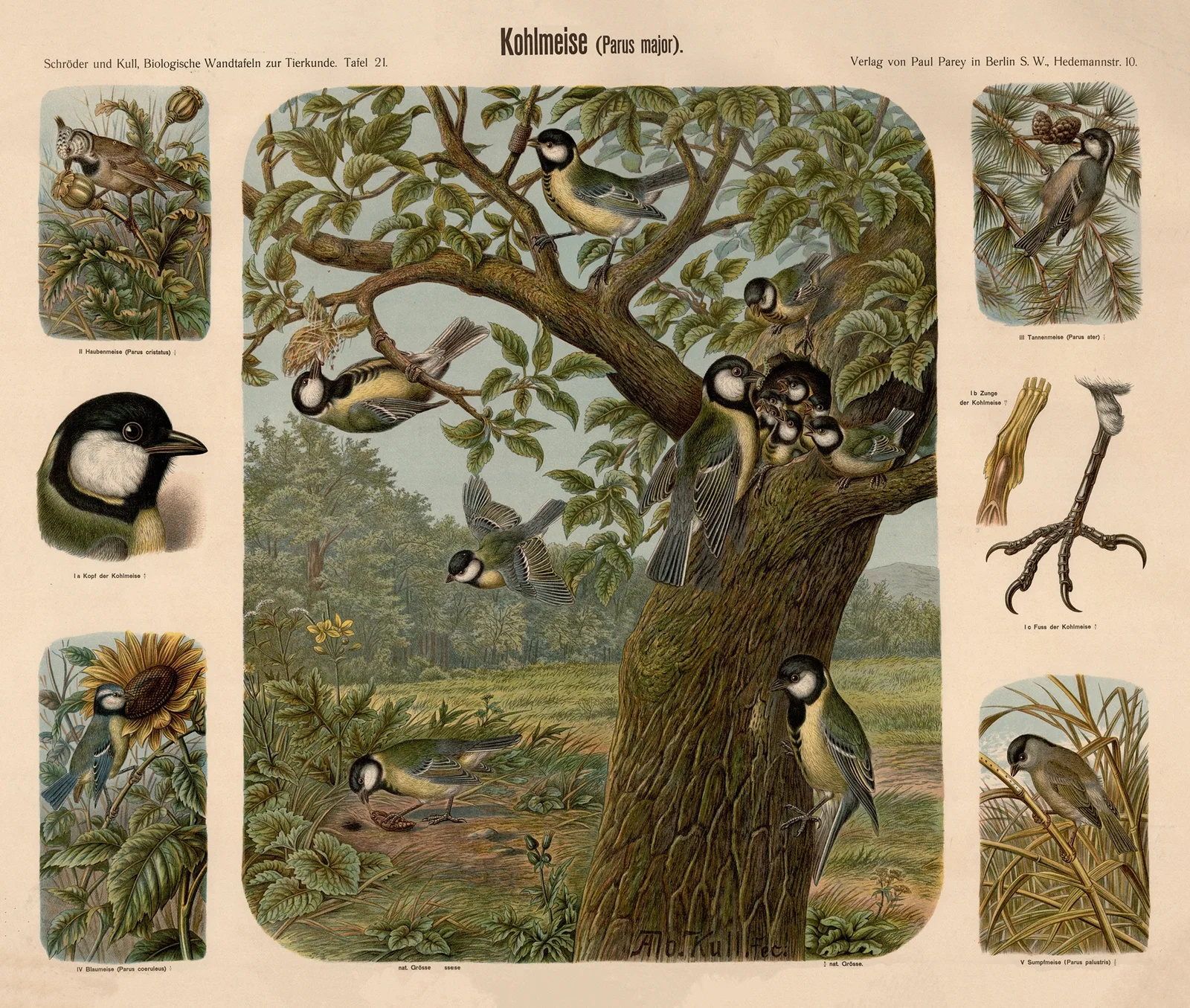Great Tit (Parus major) av Albert Kull