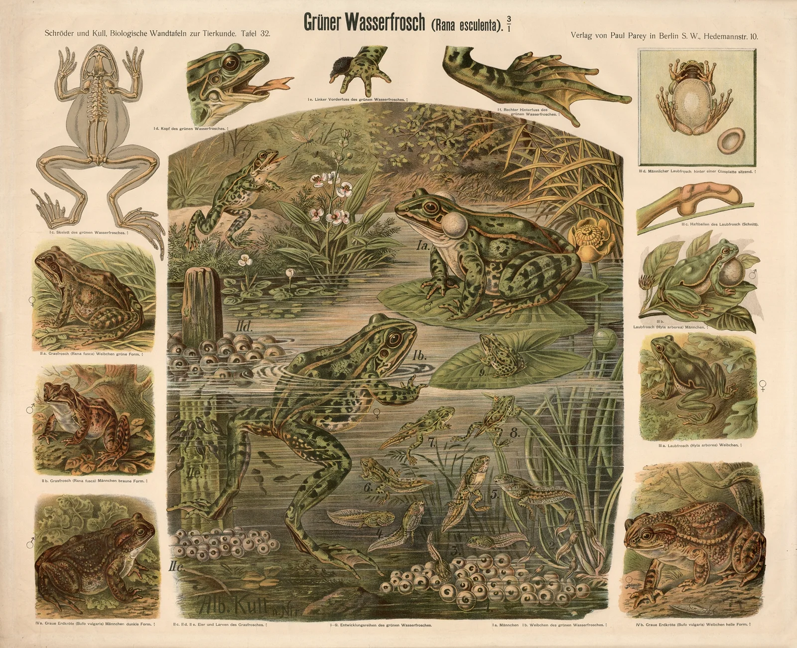 Green frog (Rana esculenta) av Albert Kull