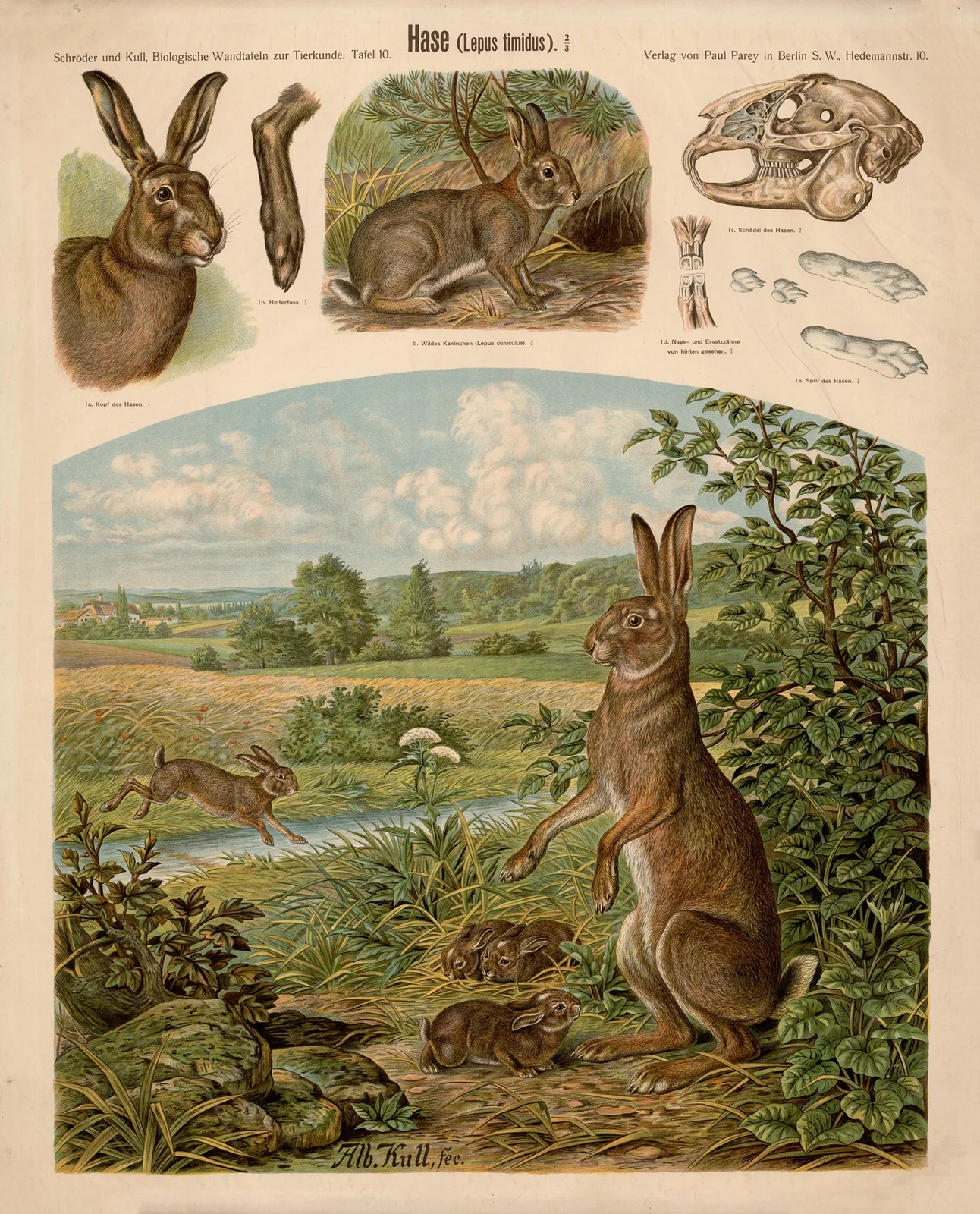 Hare (Lepus timidus) av Albert Kull