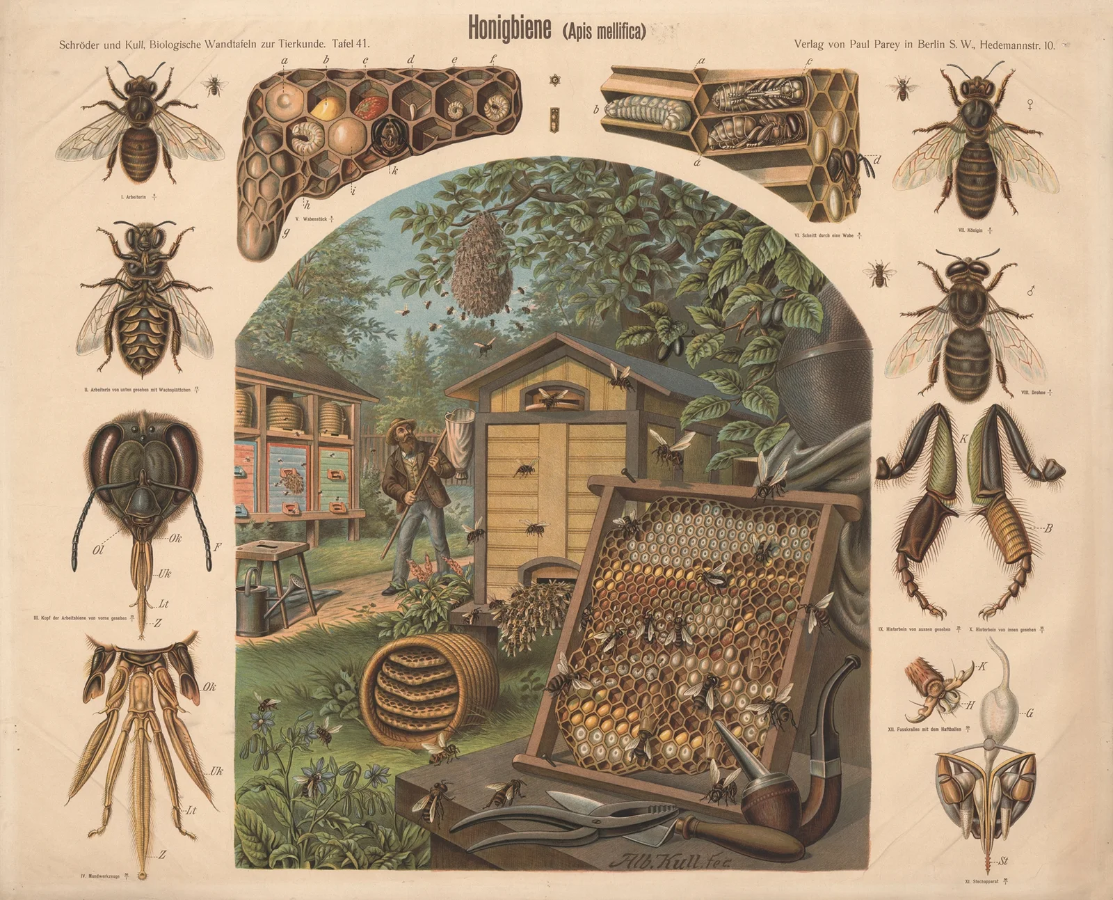 Honeybee (Apis mellifica) av Albert Kull