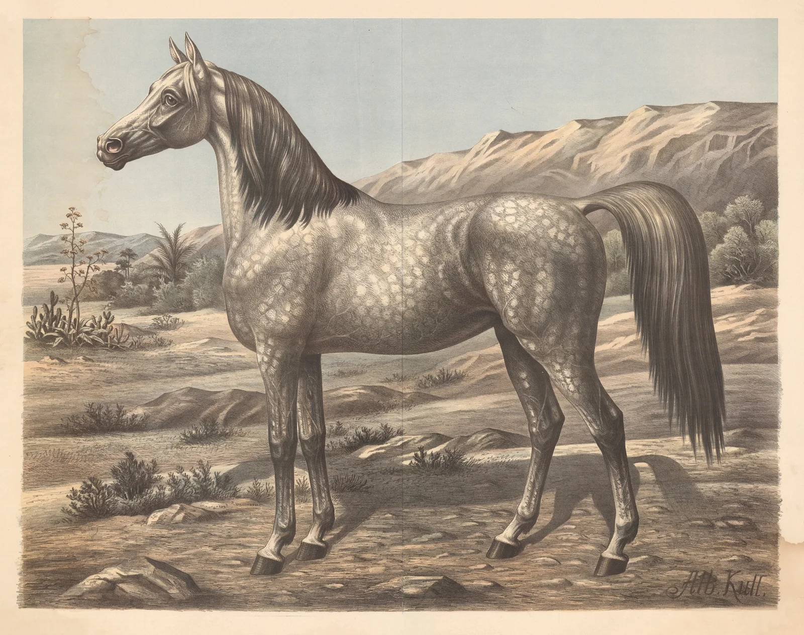 Horse (Arabian) av Albert Kull