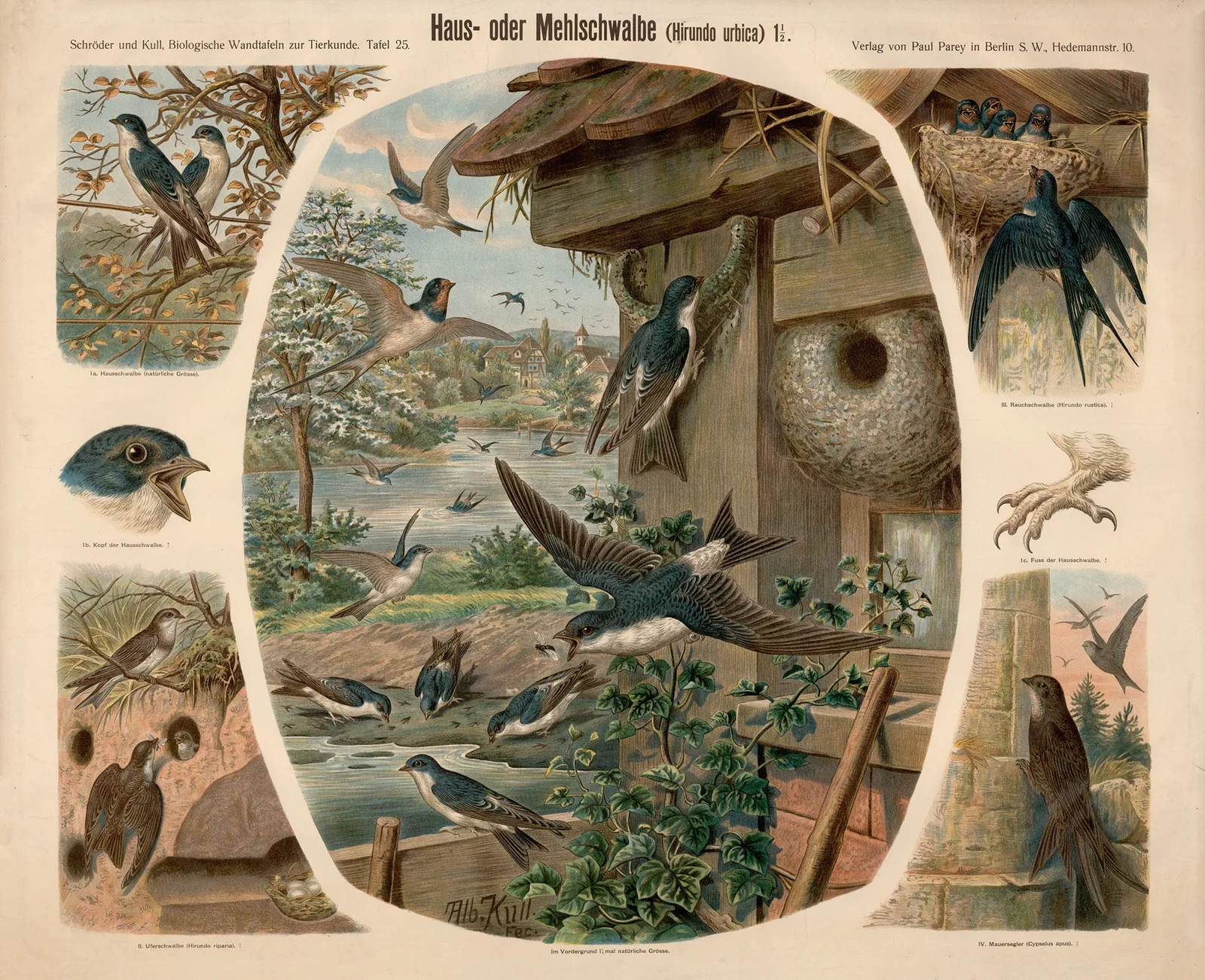 House martin (Hitundo urbica) av Albert Kull