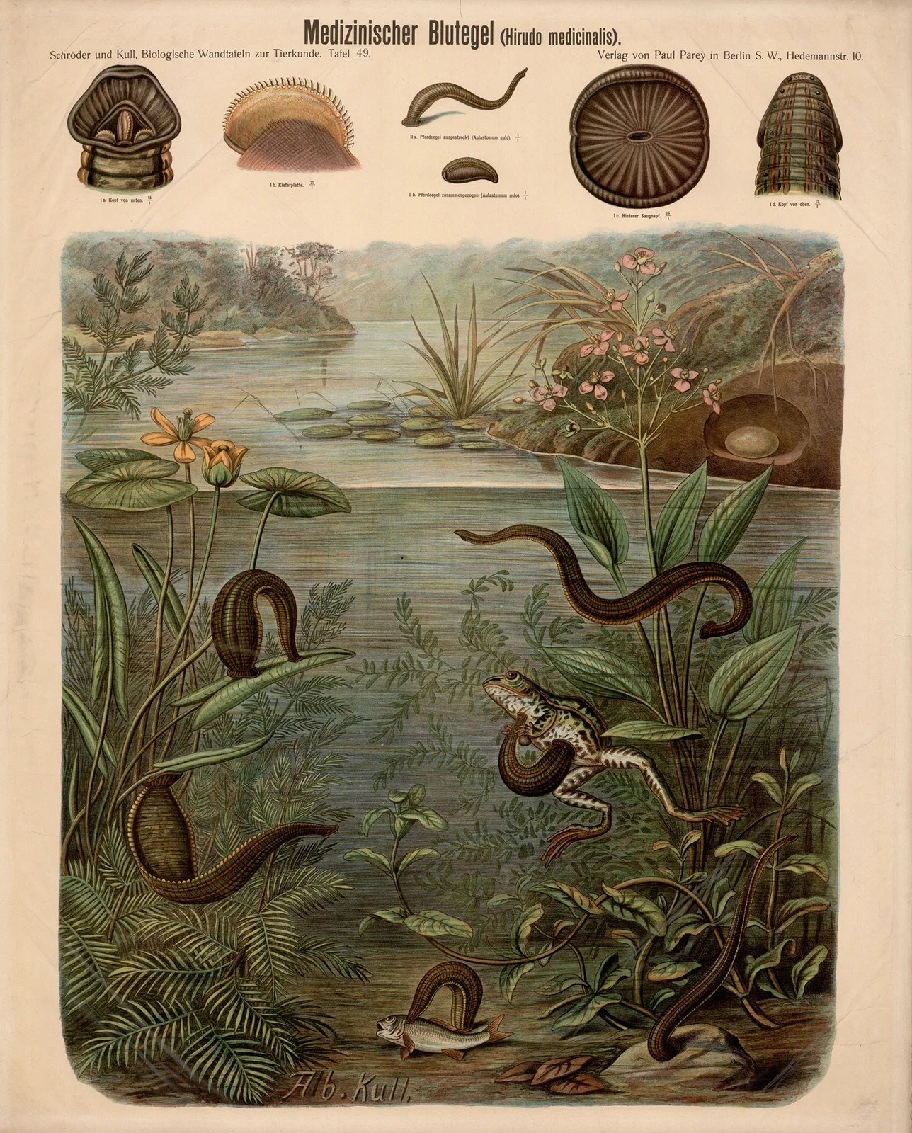 Medicinal leech (Hirudo medicinalis) av Albert Kull