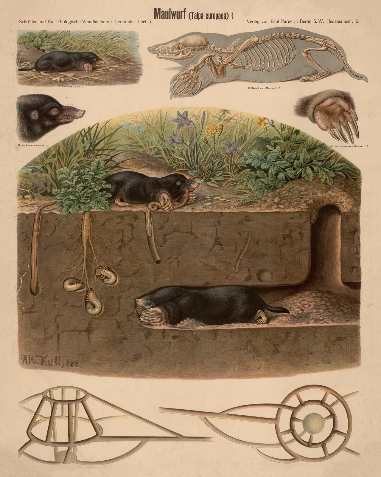 Mole (Talpa europaea) av Albert Kull