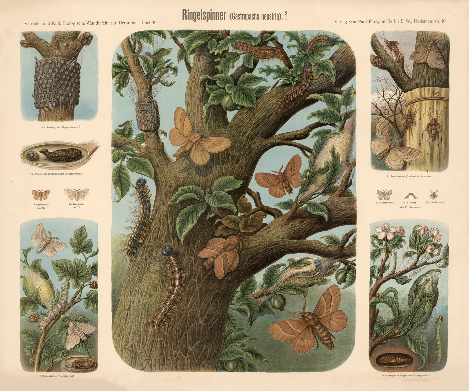 Moths (Gastropacha neustria) av Albert Kull