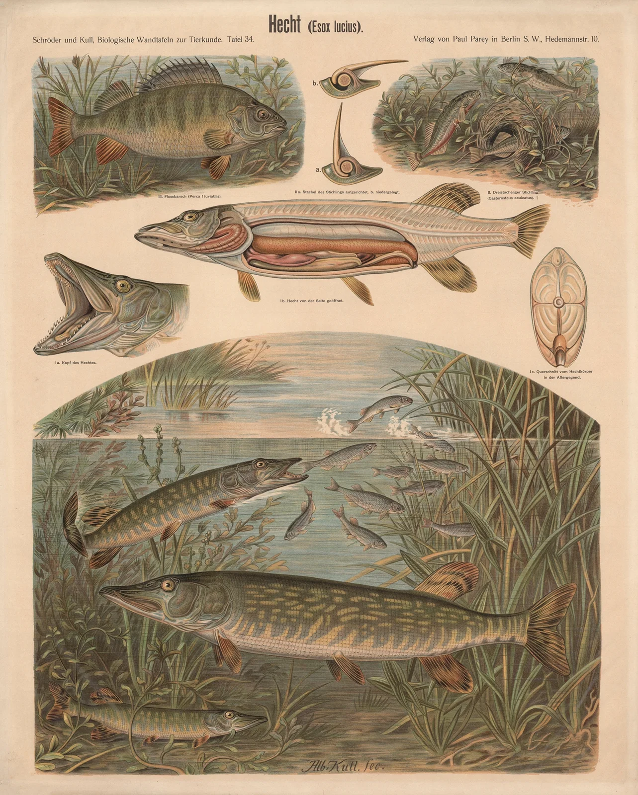 Pike (Esox lucius) av Albert Kull