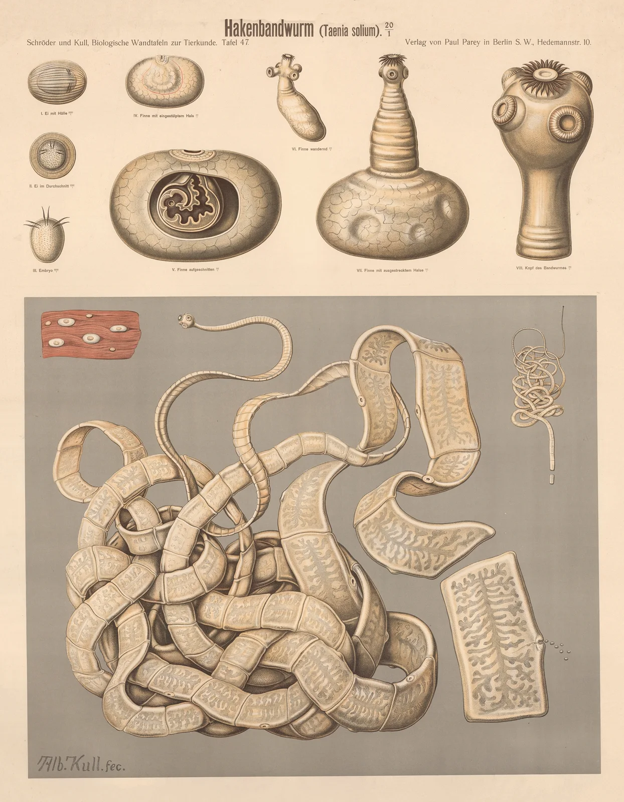 Pork tapeworm (Tainia solium) av Albert Kull