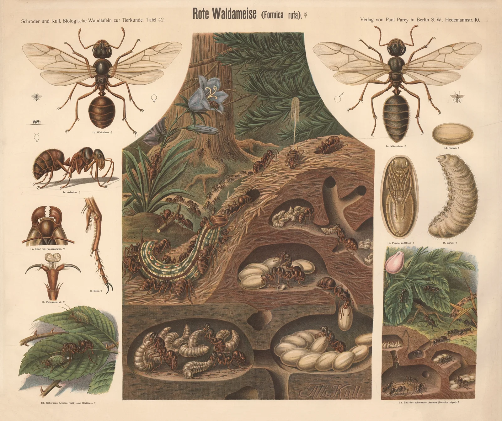 Red Wood Ant (Formica rufa) av Albert Kull